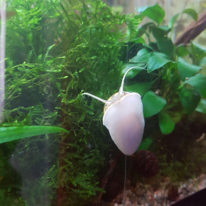 Publication de Mevew