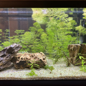 Publication de Camananas31