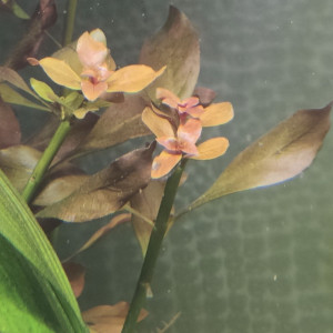 Publication de TortueGeniale91