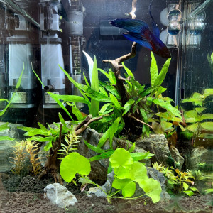 Publication de FAB77890