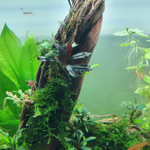 Publication de Minipote768