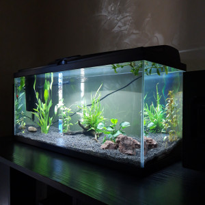 Publication de Natsuki