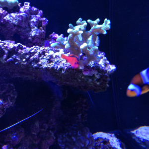 Publication de FrancoisAdam