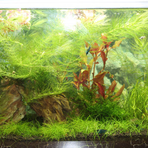 Publication de CHAQUA