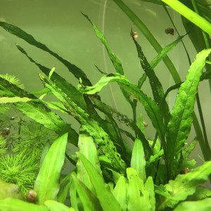 Publication de Aquata