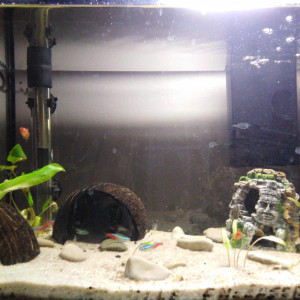 Publication de Albanlepoissondu34