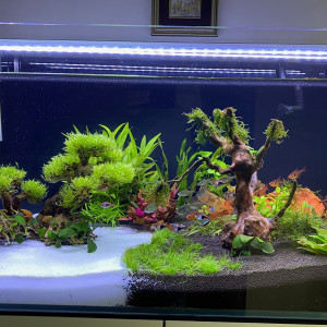 Publication de Carlo