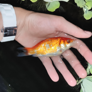 Publication de Clairou