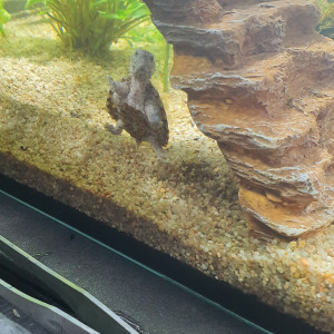 Publication de cristina-rocamora-aparicio