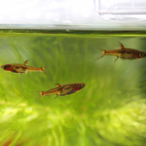 Publication de CHAQUA