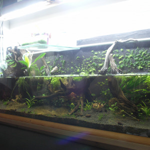 Publication de roots