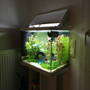 Aquatic Forest