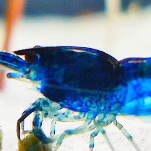 Publication de DocteurTacos