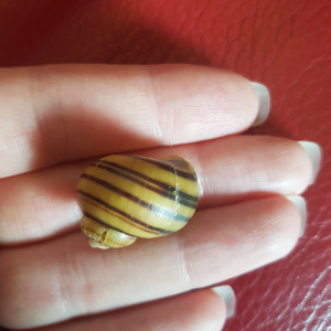 Publication de Mevew