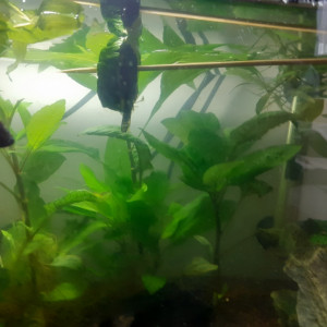 Publication de irenaben