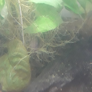 Publication de irenaben