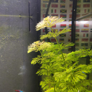 Publication de Aux.ngls