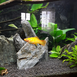 Publication de Marek