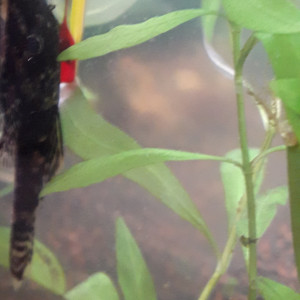 Publication de irenaben