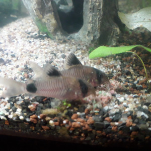 Publication de irenaben