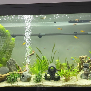 Premier aquarium évolution au bout de 6 mois