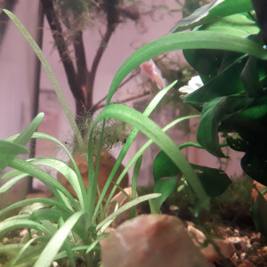 Publication de Alphonse