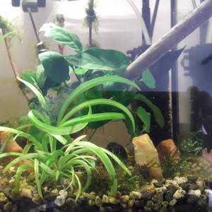 Publication de Alphonse