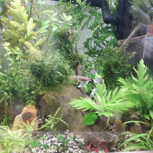 Shrimp and co