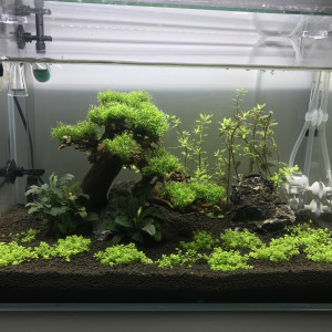 Publication de Aquata