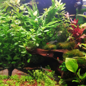 60ltr Nanocube