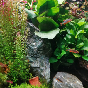 60ltr.Nanocube 2
