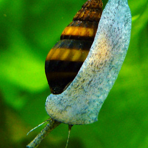 Publication de TortueGeniale91