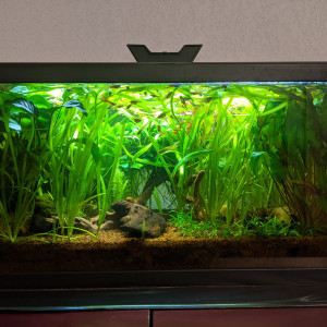 Publication de Eosss