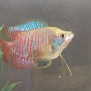 Publication de Albanlepoissondu34