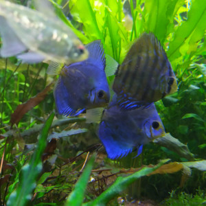 Publication de kamuro69