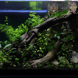 Publication de hydrocotyle