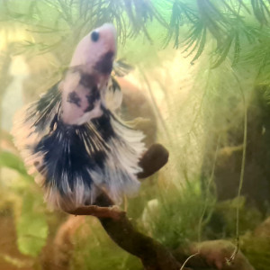 Licute
