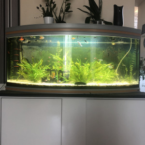Aquarium victoria