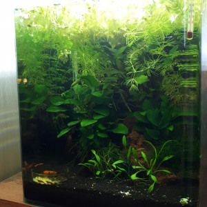 Bac crevettes et microfish