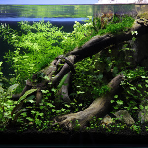 Publication de hydrocotyle