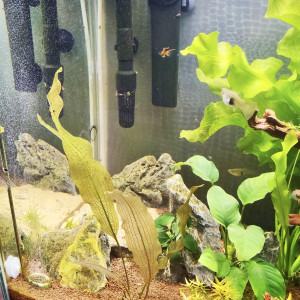 Publication de TortueGeniale91