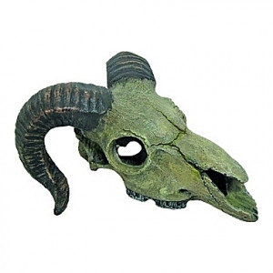 Squelette tête de mouton - 14,5x13,5x7,5cm