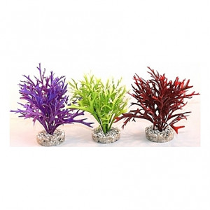 Plantes Water Fern Medium 22cm