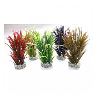 Plantes colorés larges cyperus 20cm