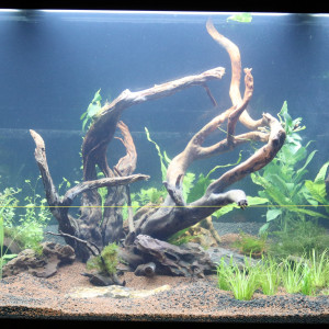 Publication de Delcourte