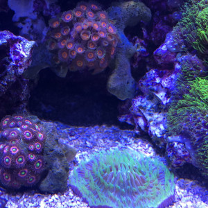 Publication de FrancoisAdam