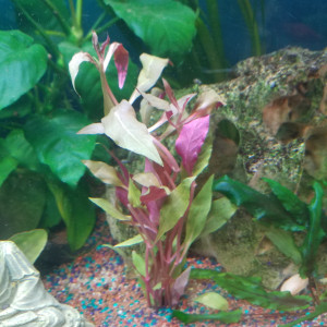 Publication de Lulu82