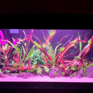 Publication de onryou