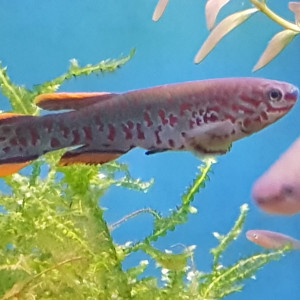 Fundulopanchax gardneri