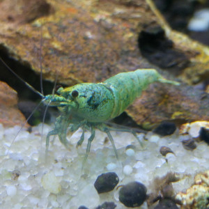 Publication de Takezo